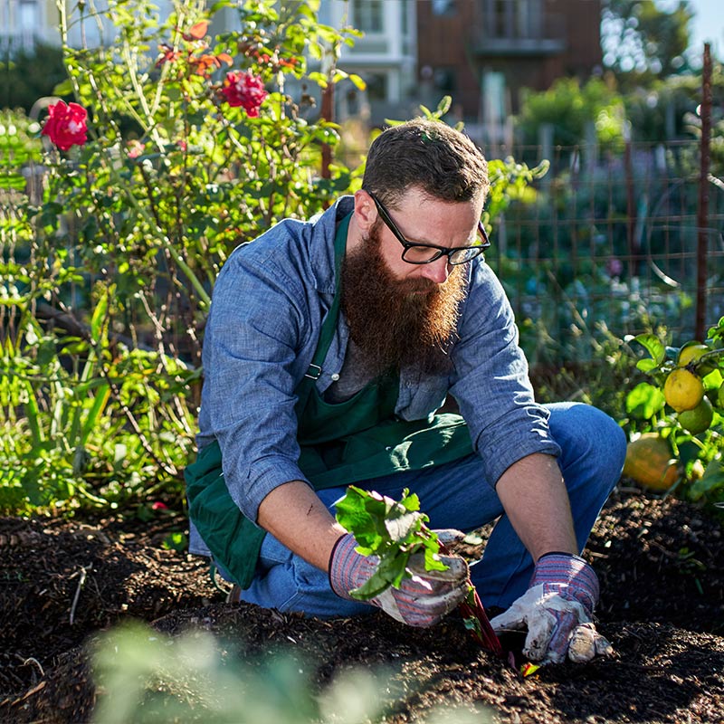 Photo of a man gardening